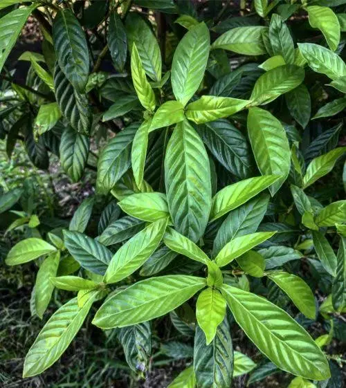 Psychotria viridis – Chacruna