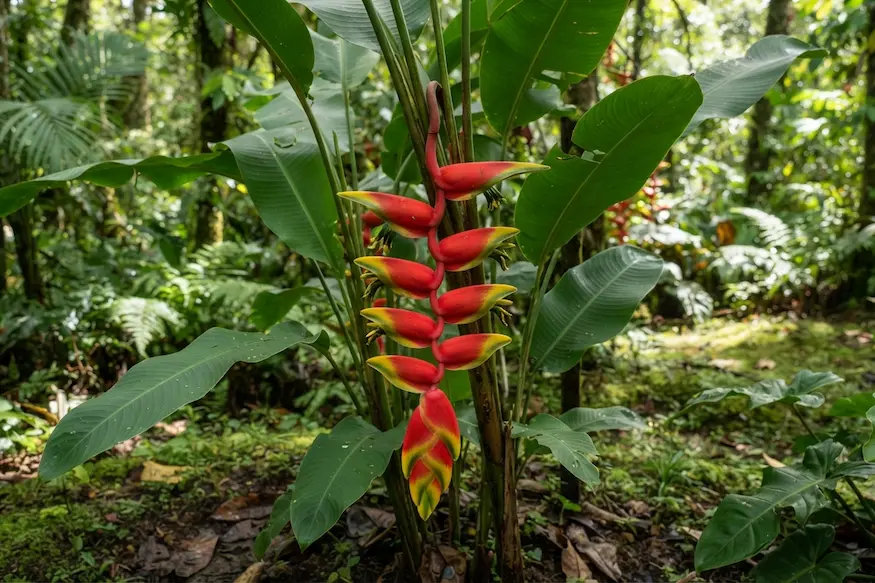 Heliconia
