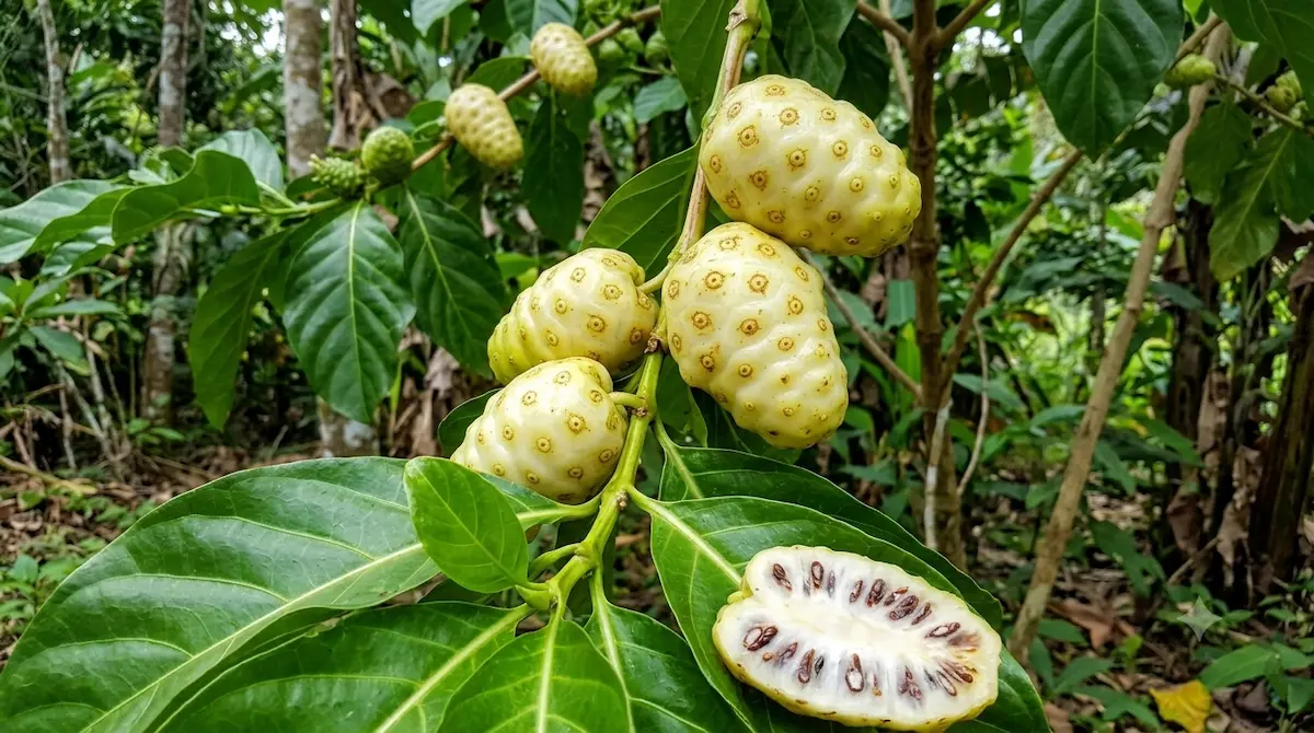 Noni