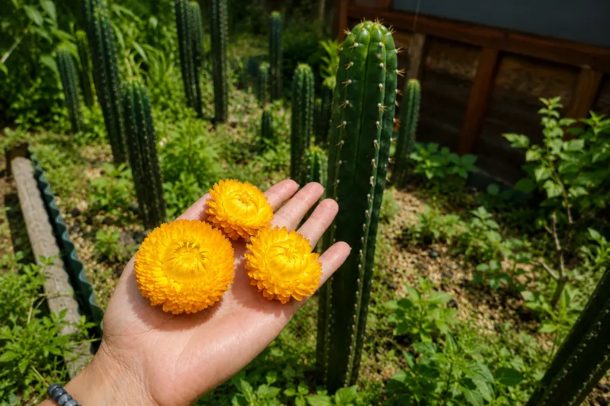 Wachuma (San Pedro) cactus growing in a traditional Andean garden