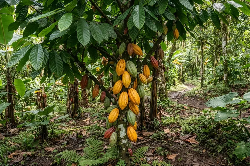 cacao