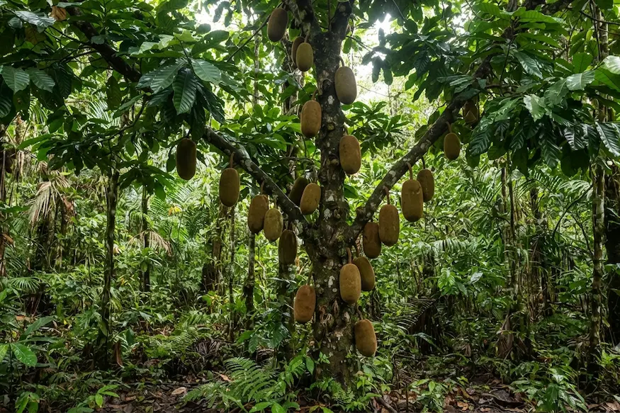 copoazu