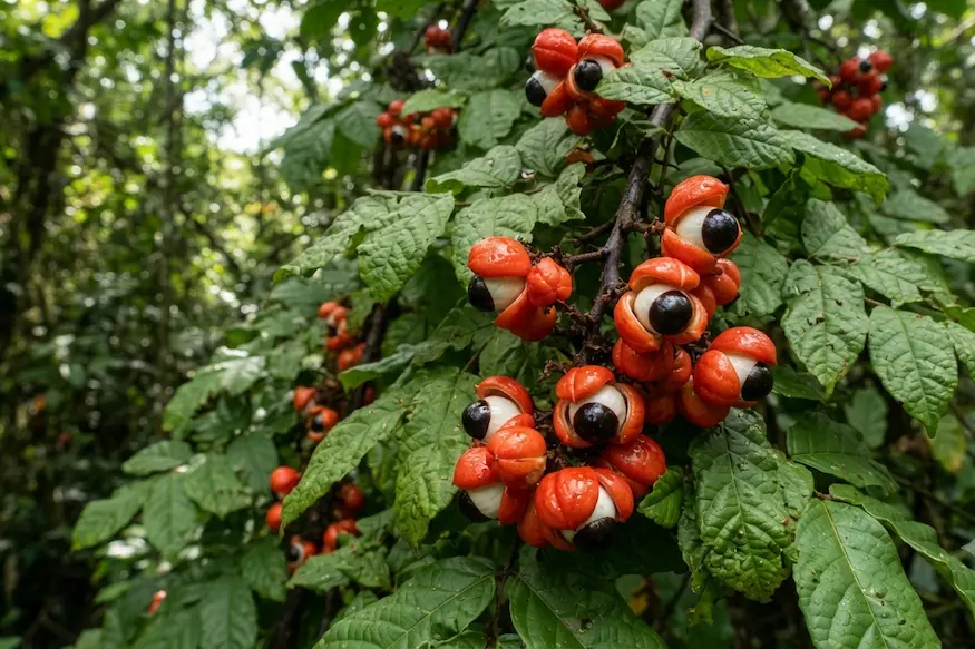 guarana