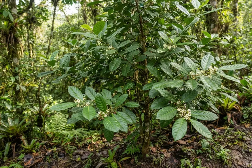 guayusa