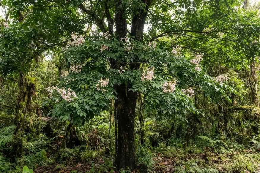 palo de rosa